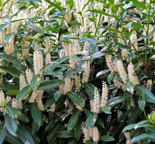 Laurierhaag - Prunus Caucasica weer leverbaar in alle maten