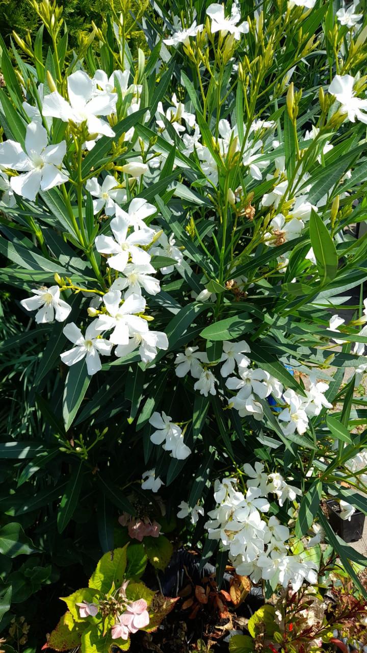 Vaste planten