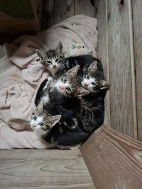 Kittens