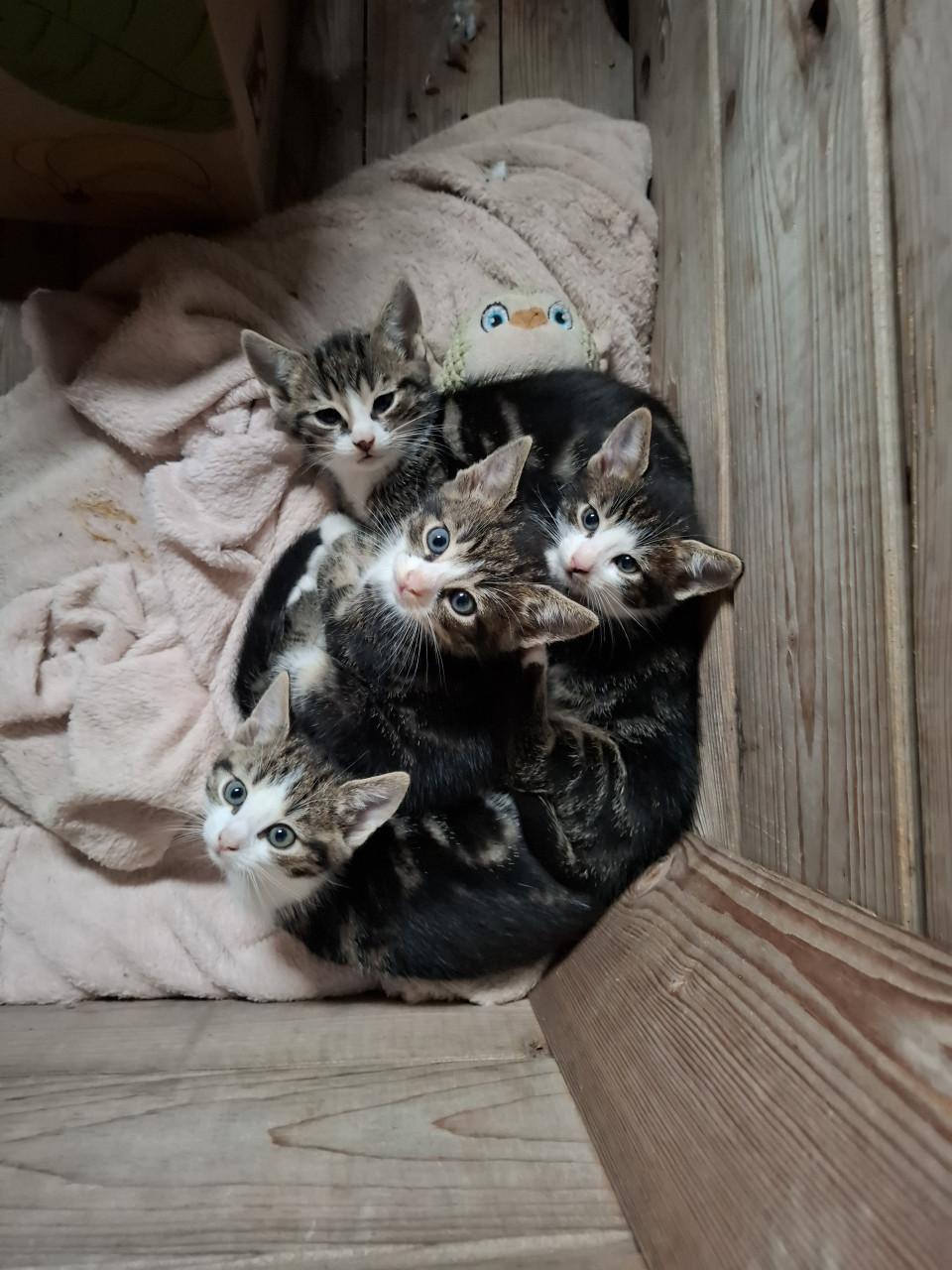 Kittens
