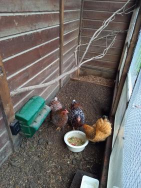 3 krielkipppen te koop