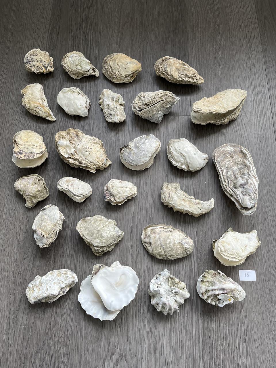 Oesterschelpen