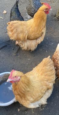 Orpington hanen groot