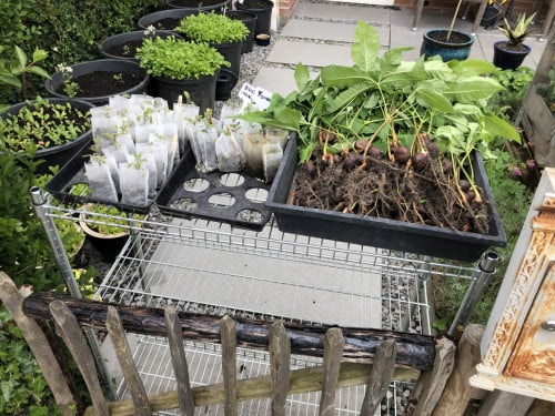 Gratis Kastanjeboom stekjes en cherrietomaten