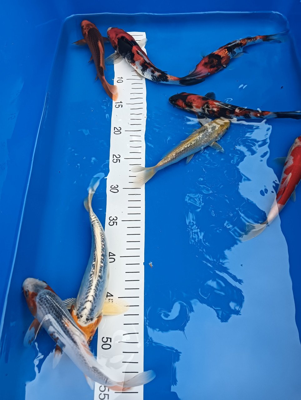 Japanse koi tosai