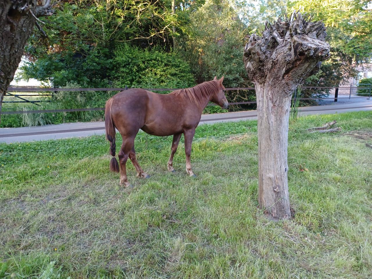 Gratis verzorgpaard (Quarter Horse)