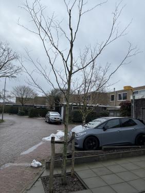 Gratis af te halen Rode Beuk boom