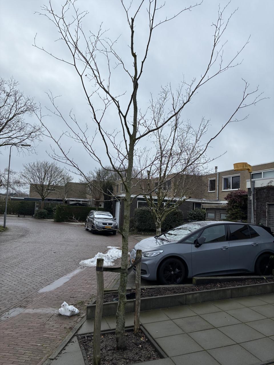 Gratis af te halen Rode Beuk boom