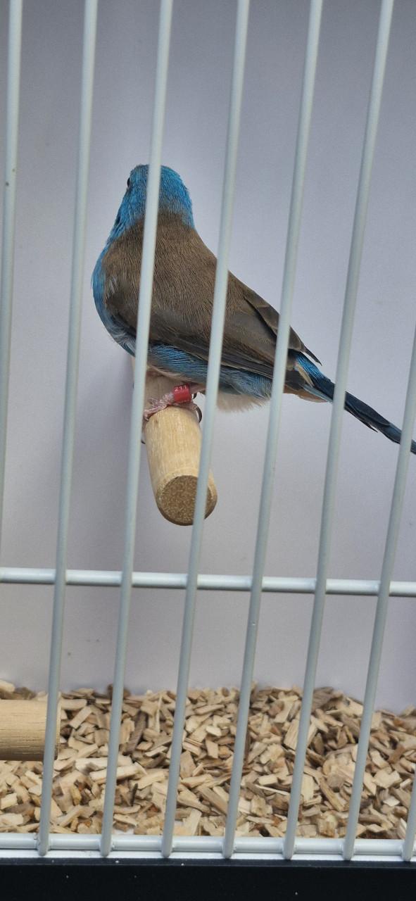 Blauwkop blauwfazantje ( man )