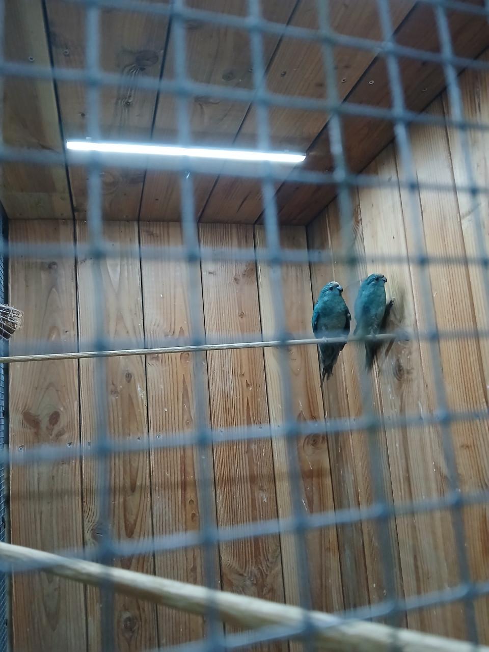 Blauwe kakariki's