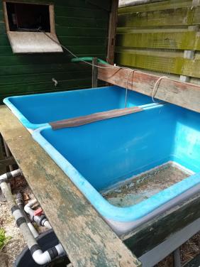 Quarantaine bakken van 1 m3 voor vijvervissen.