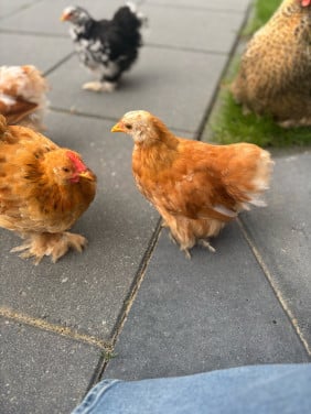 2 Cochin haantjes en 2 hennetjes te koop