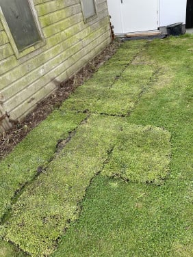 5,5m2 Sedum incl steenwol substraatmat
