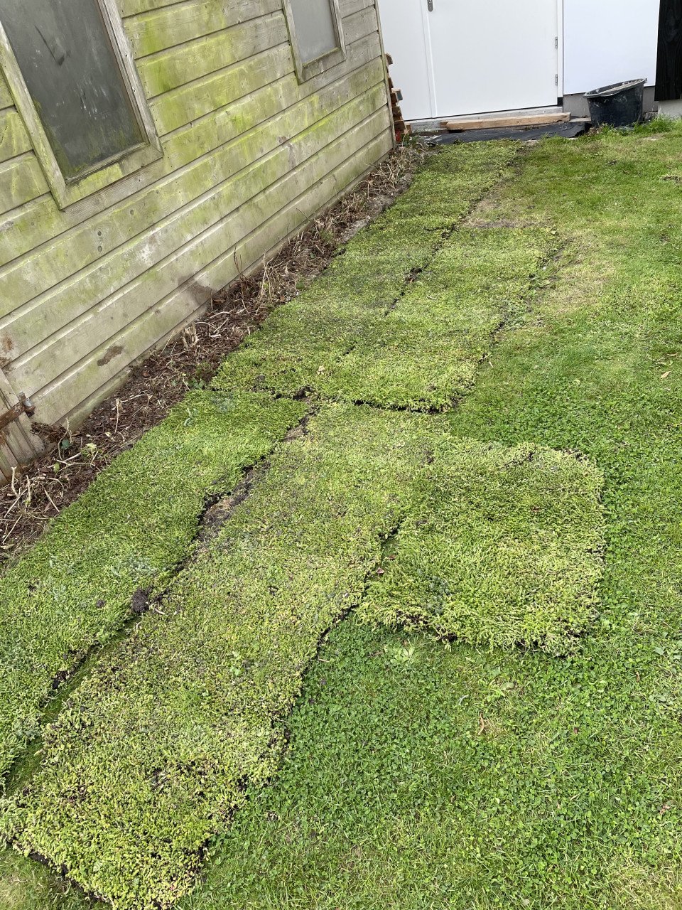 5,5m2 Sedum incl steenwol substraatmat