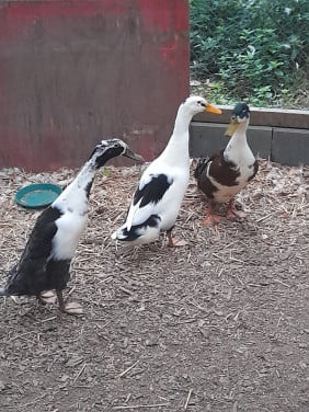 Indische loopeenden