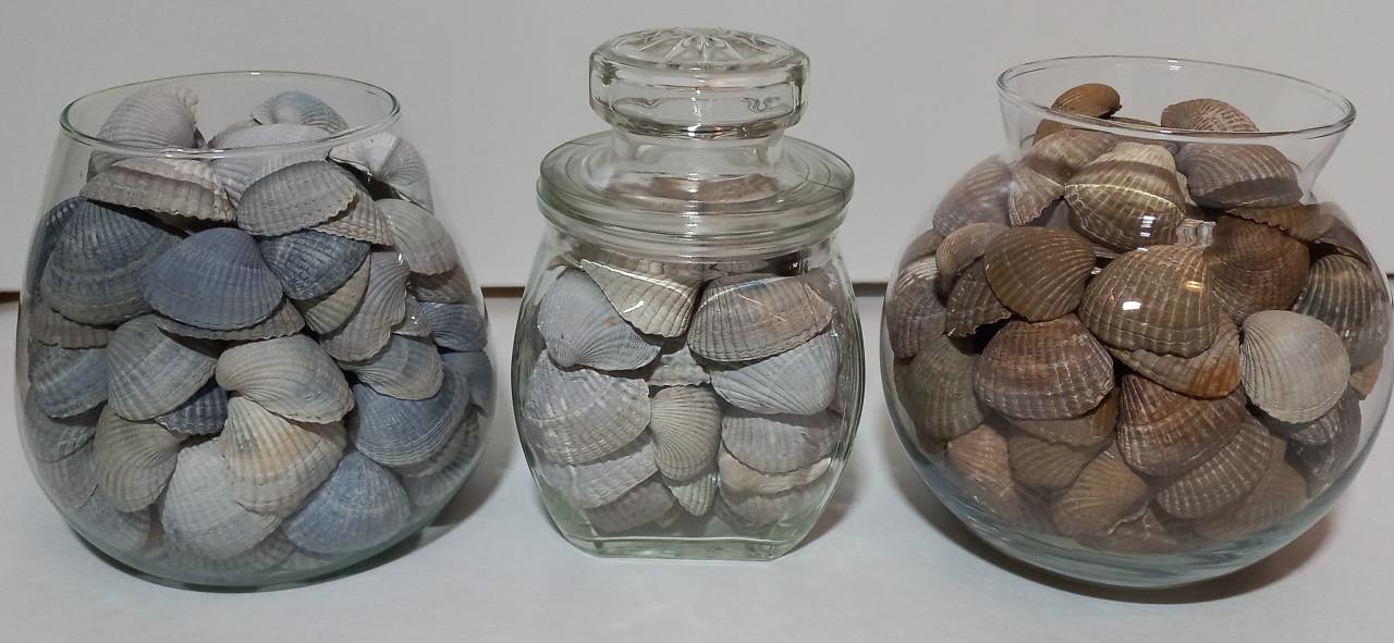 Schelpen in decoratieve glazen potten