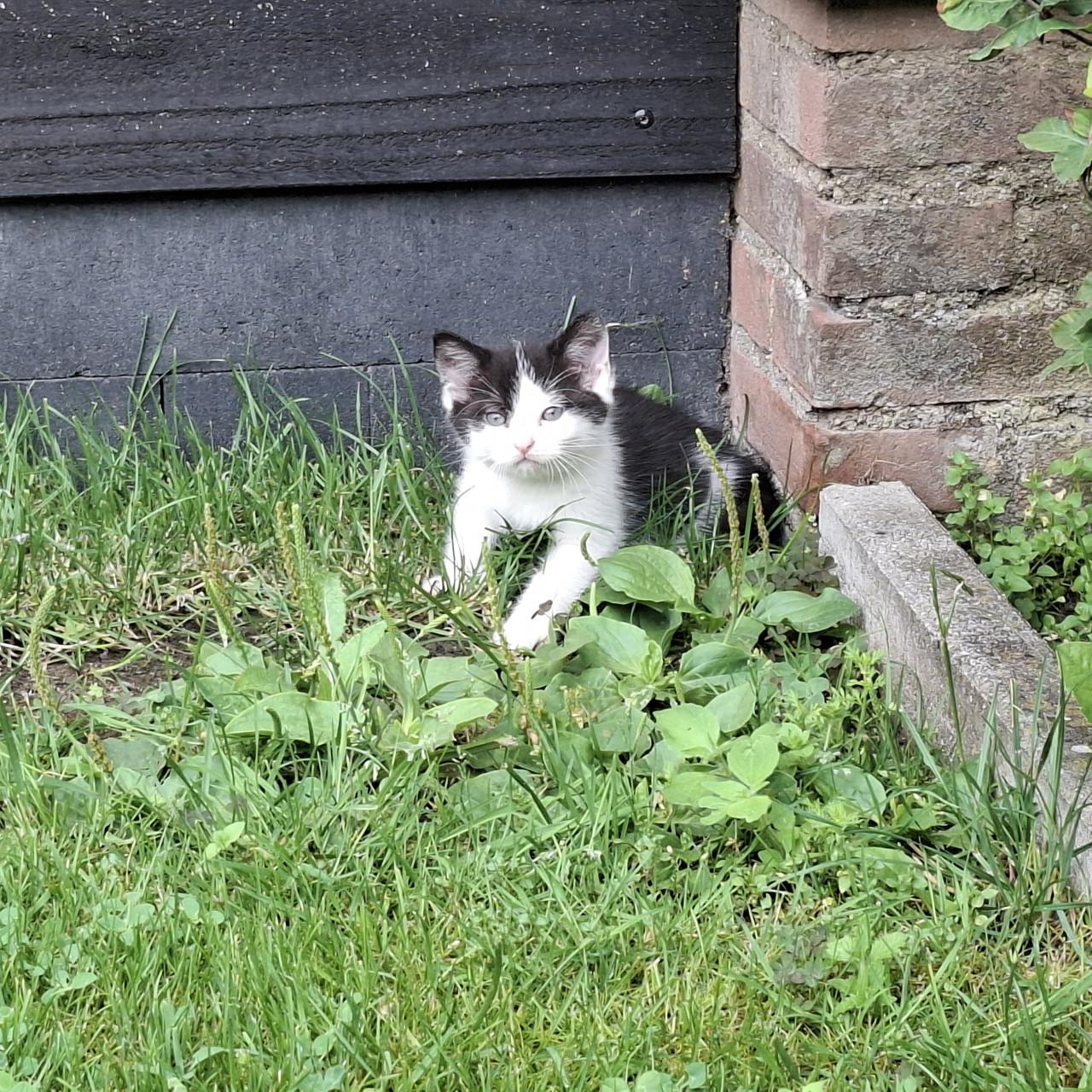 Kittens