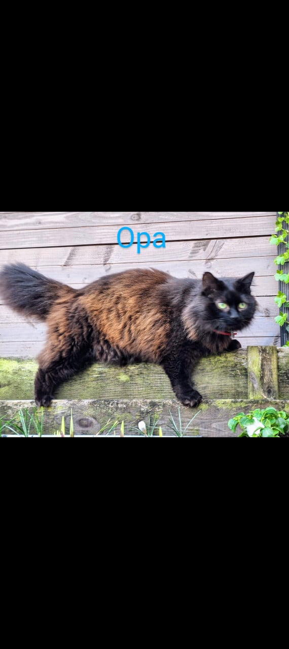 Nog 1 kitten kruising: Europees/Britse korthaar/Turkse Angora