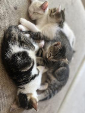 Kittens