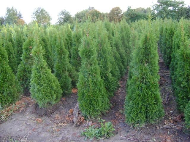 Thuja smaragd coniferen