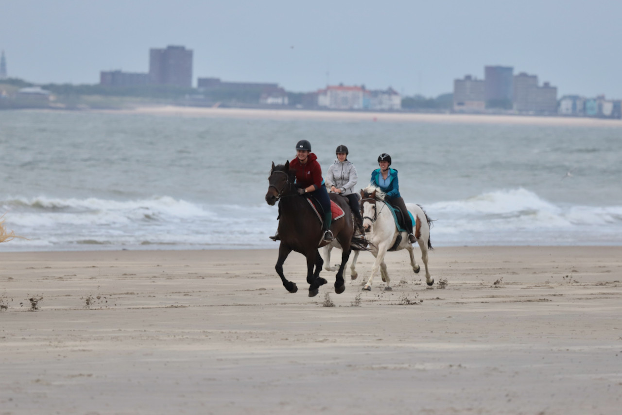 Irish Sport Horse te koop