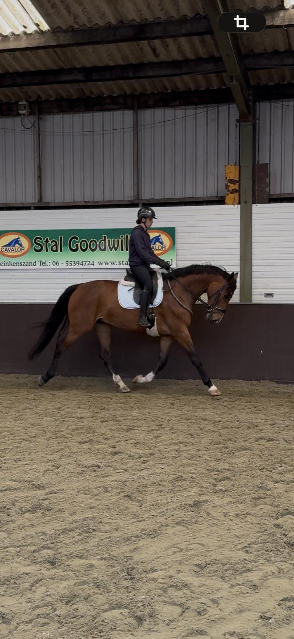 Knappe 5 jarige merrie
