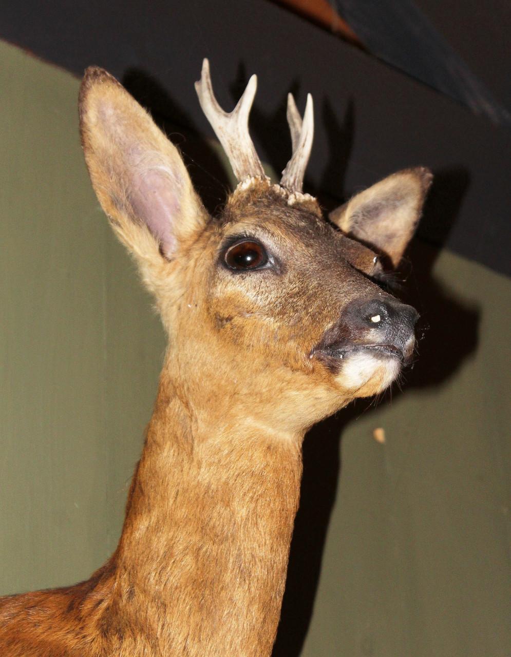 Statige ree (taxidermie)