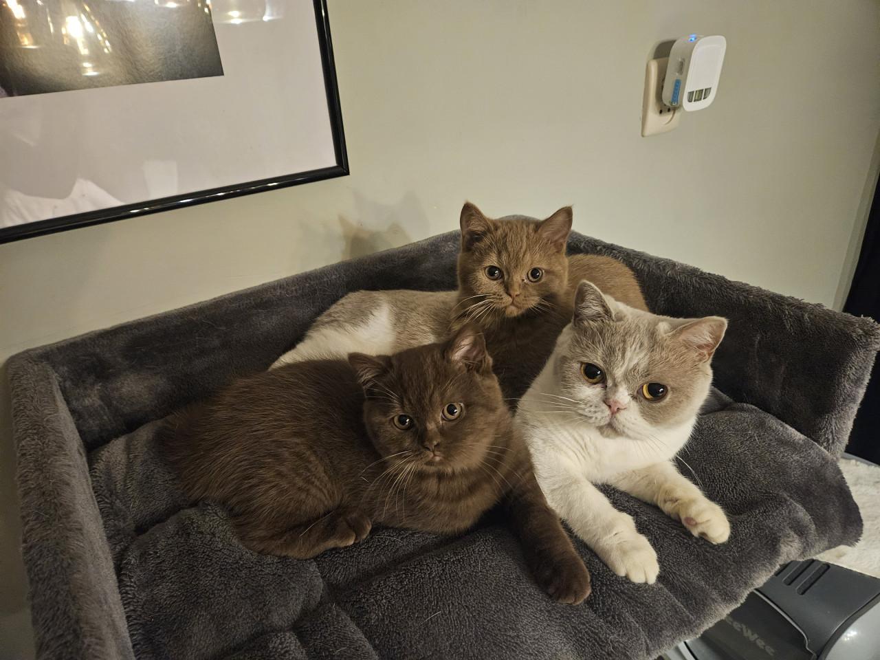 Brits Korthaar poesje zoekt blijvend huisje