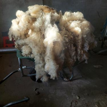TE KOOP Schapenwol