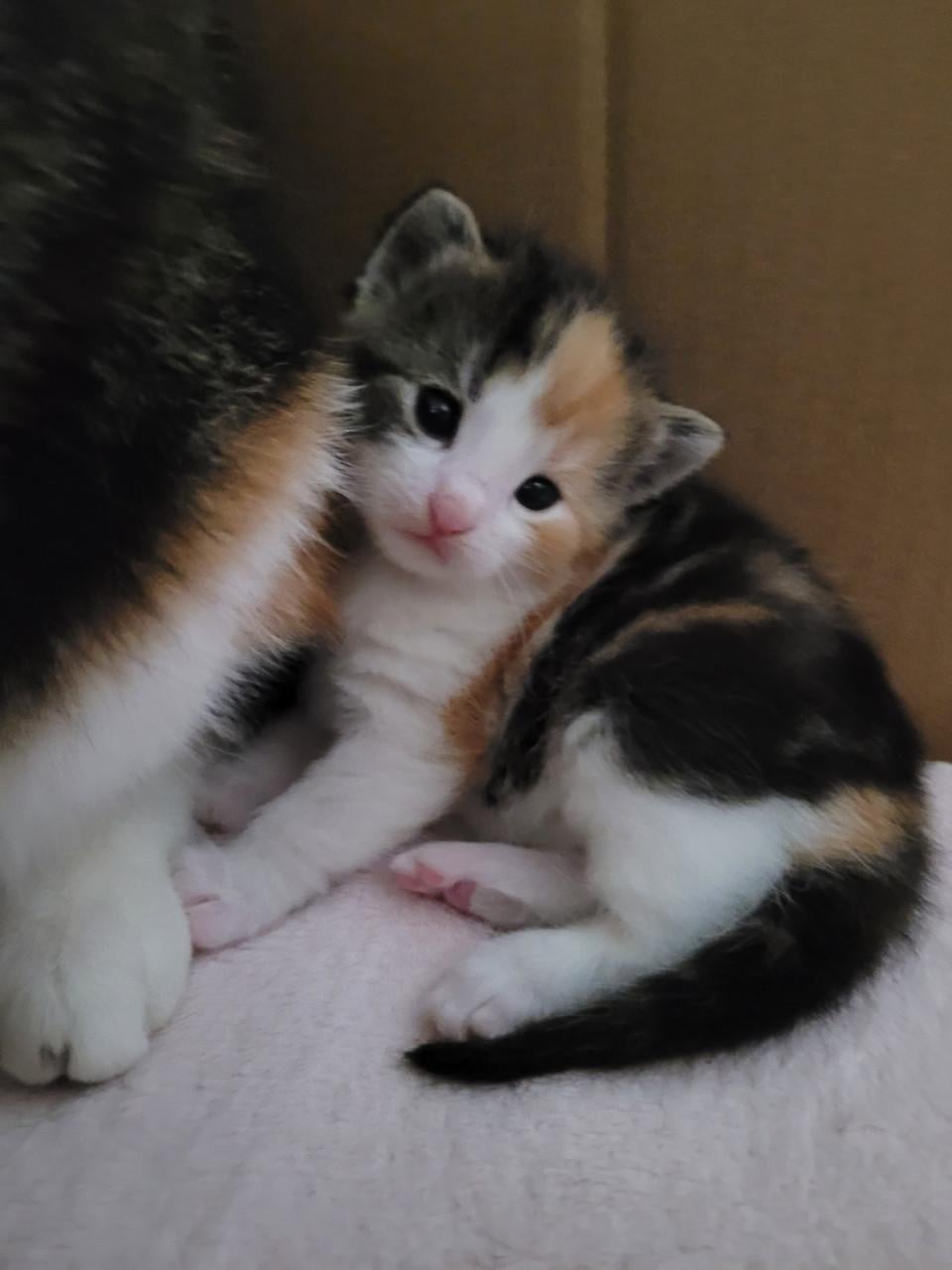 5 Kittens