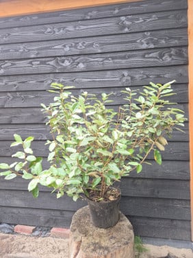 Olijfwilg haagplanten 80-100 cm aanbieding!