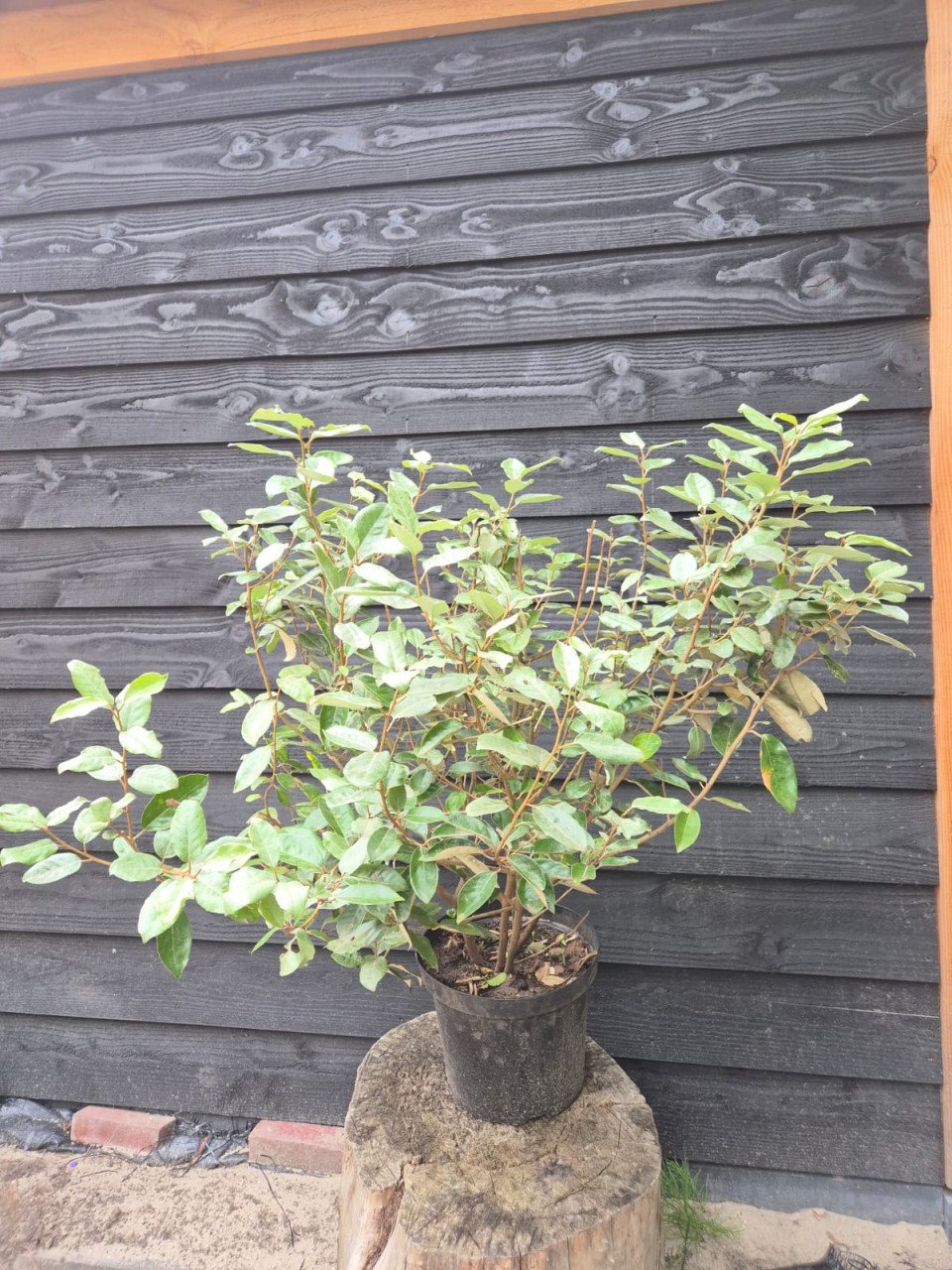 Olijfwilg haagplanten 80-100 cm aanbieding!
