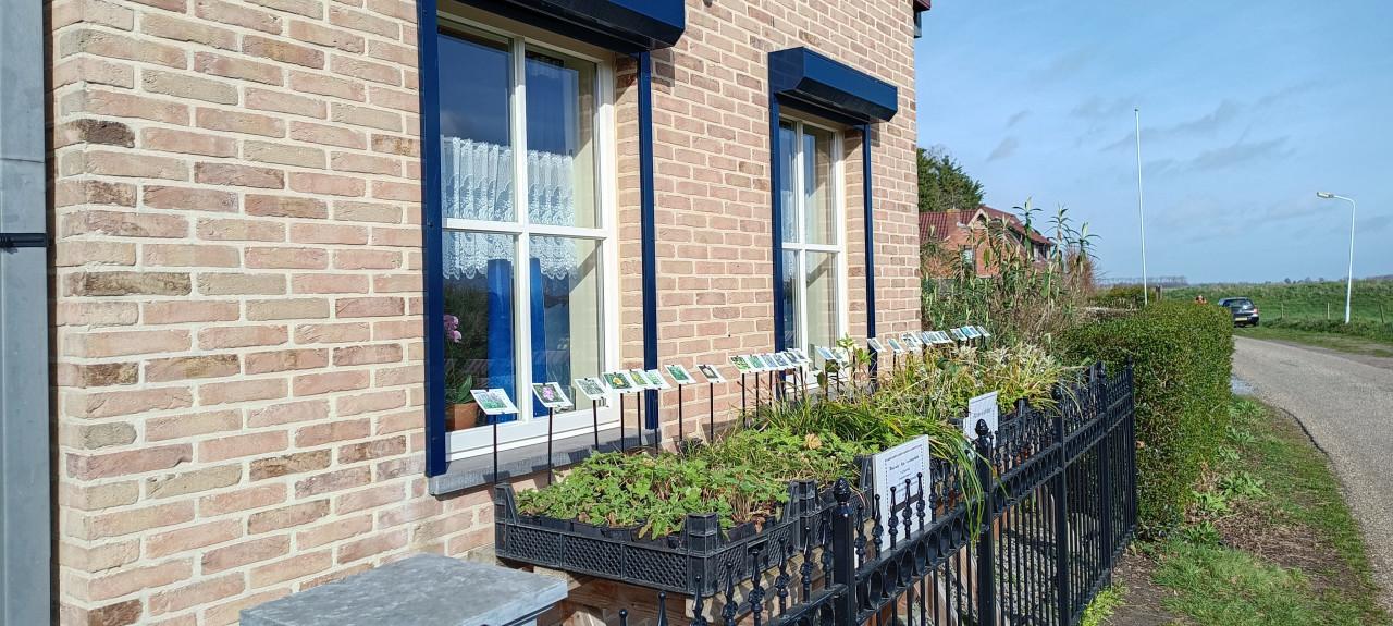 Up-date plantenkraampje, mooie bijen,- en vlinderplanten voor €1,25 p/st.