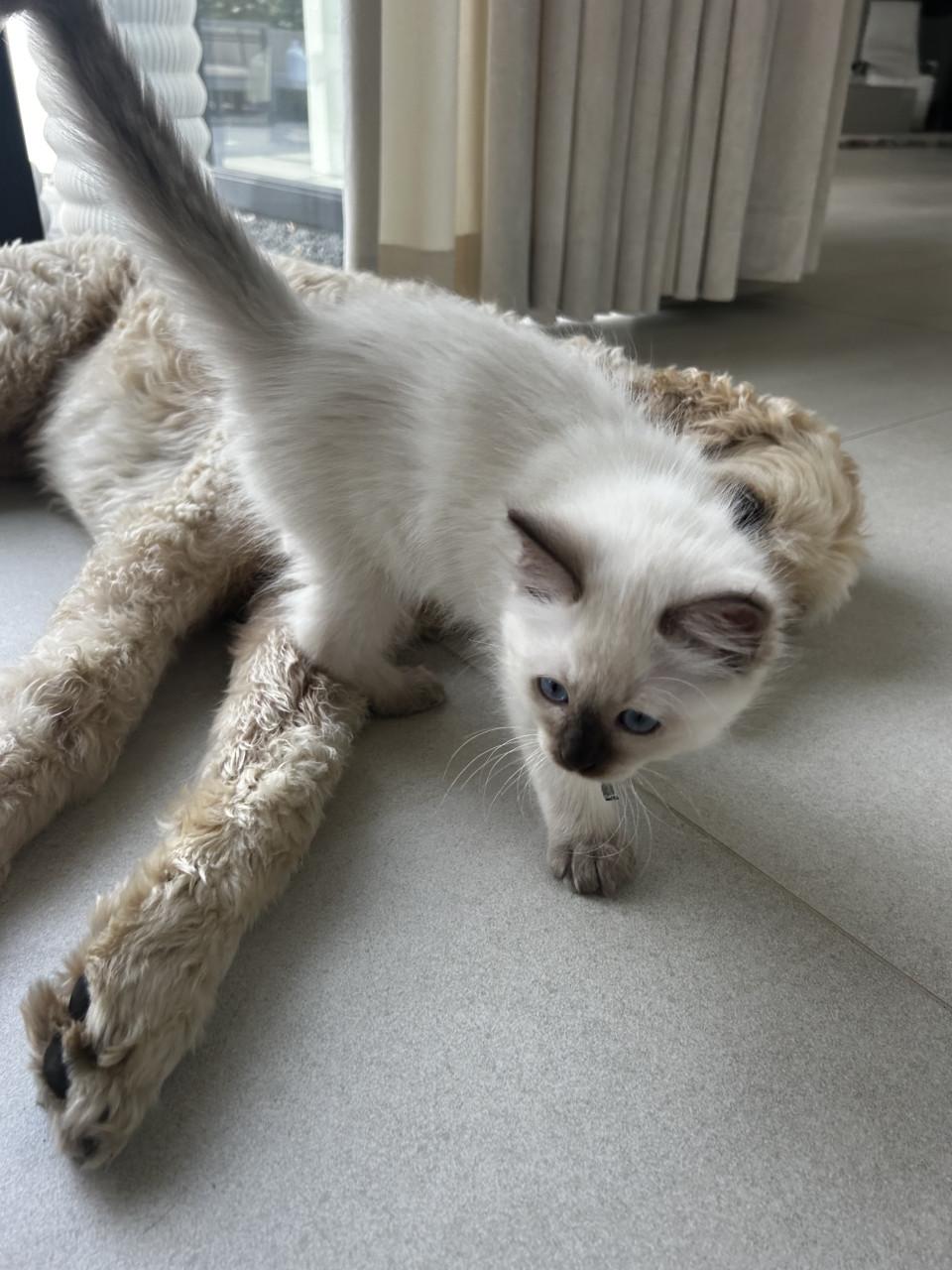 Twee prachtige Ragdoll kittens beschikbaar