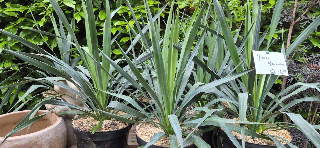 Yucca gloriosa 7,5 liter pot