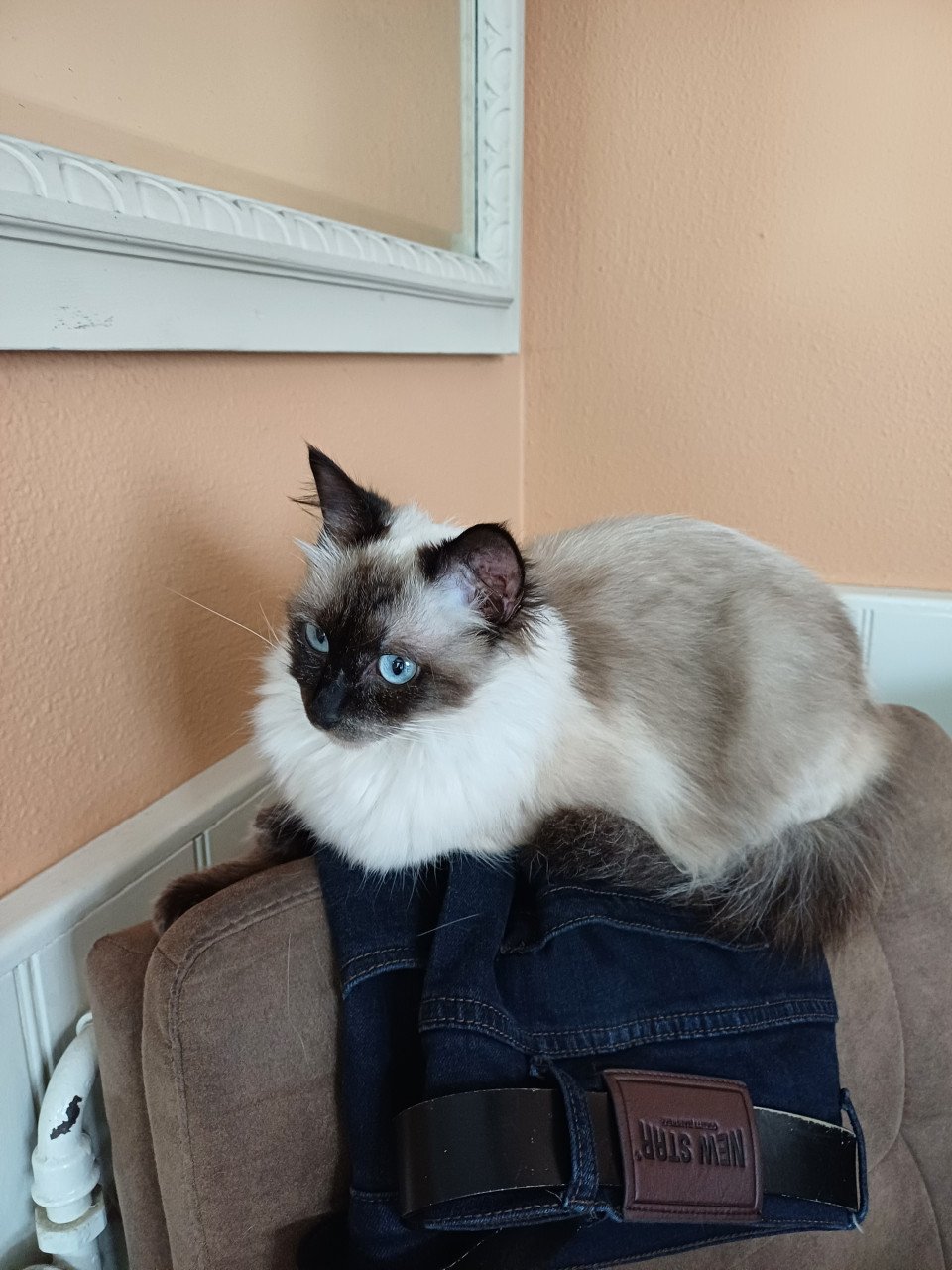 Ragdoll poes.met blauwe ogen net 1 jaar