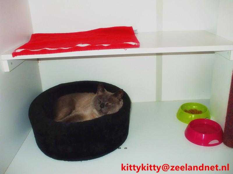 Kattenhotel Kitty Kitty, in Axel