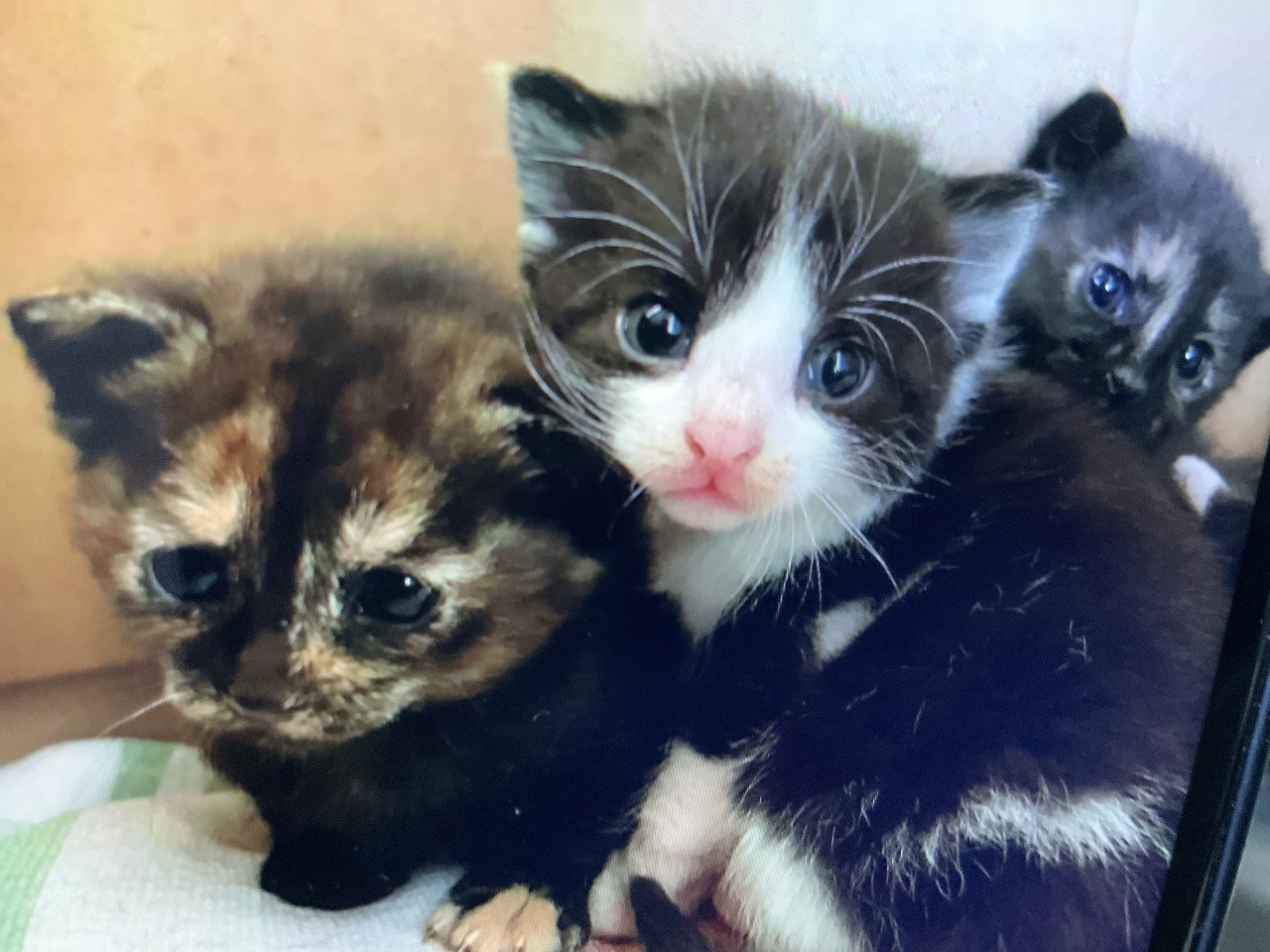 Kittens