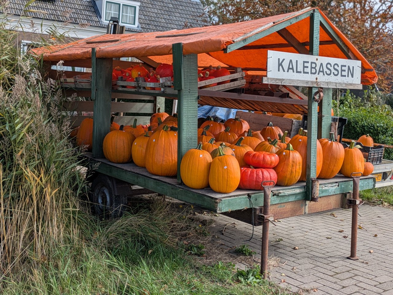 Halloween pompoenen