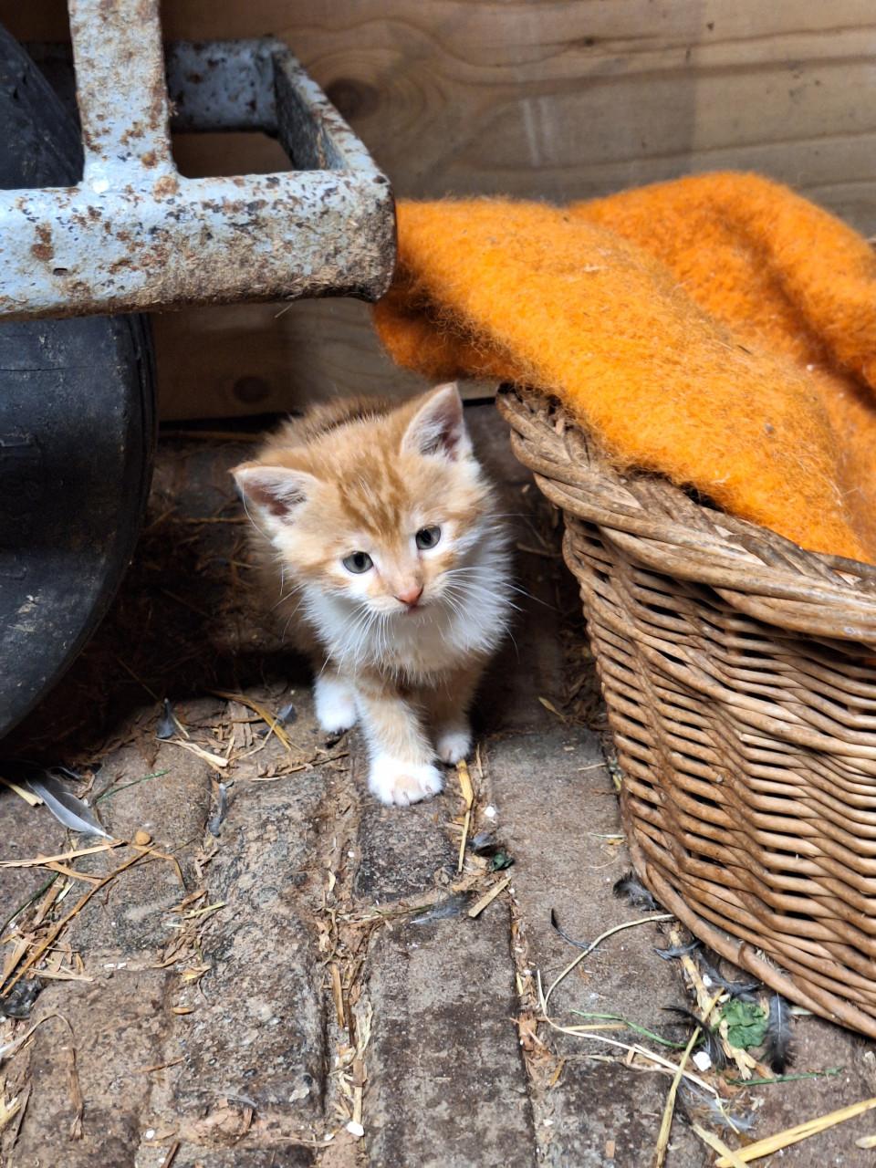 Lieve aanhankelijke kittens