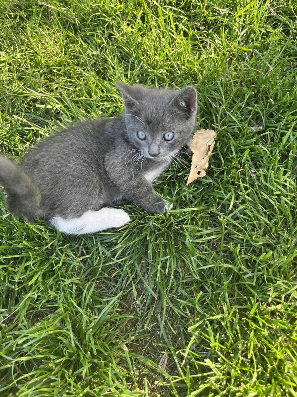 TE KOOP BOERDERIJ KITTENS NOG 2 TE KOOP FOTO 1 EN  2 IS VERKOCHT