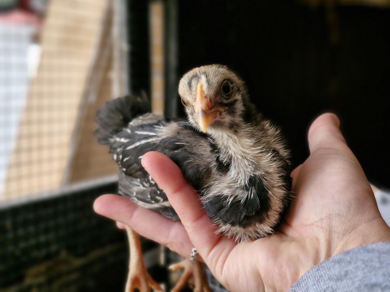 2 kuikens beschikbaar