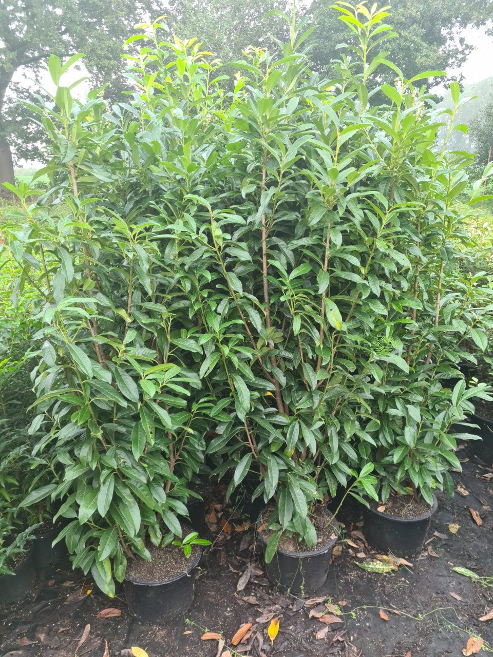 Prunus Genolia aanbieding 150-175 cm
