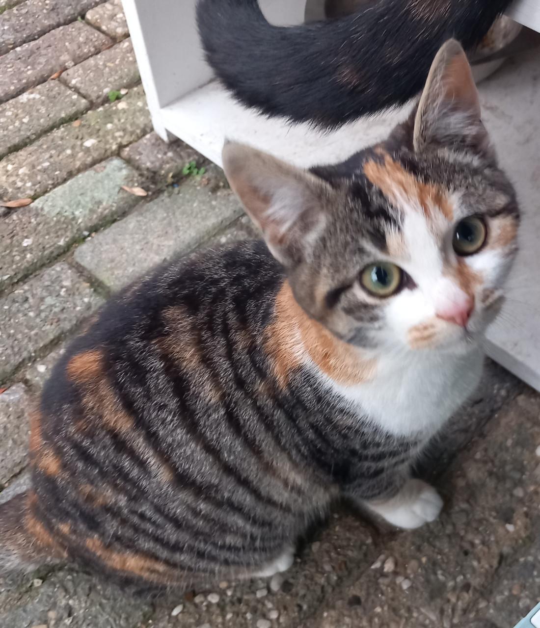 Prachtig kitten poesje