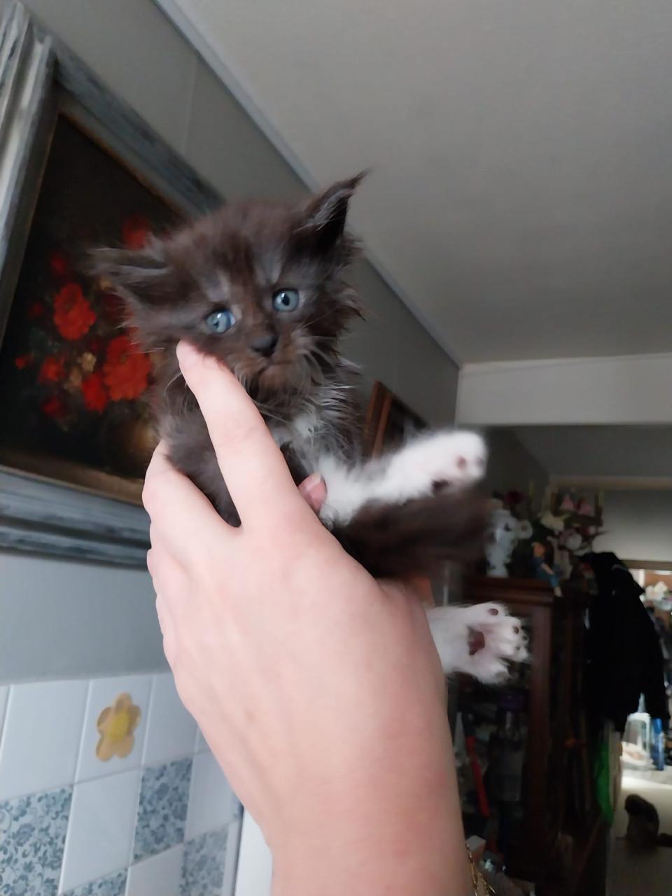 Prachtige Maincoon kittens