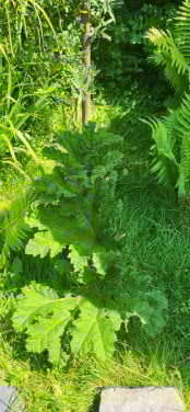 Gunnera Manicata