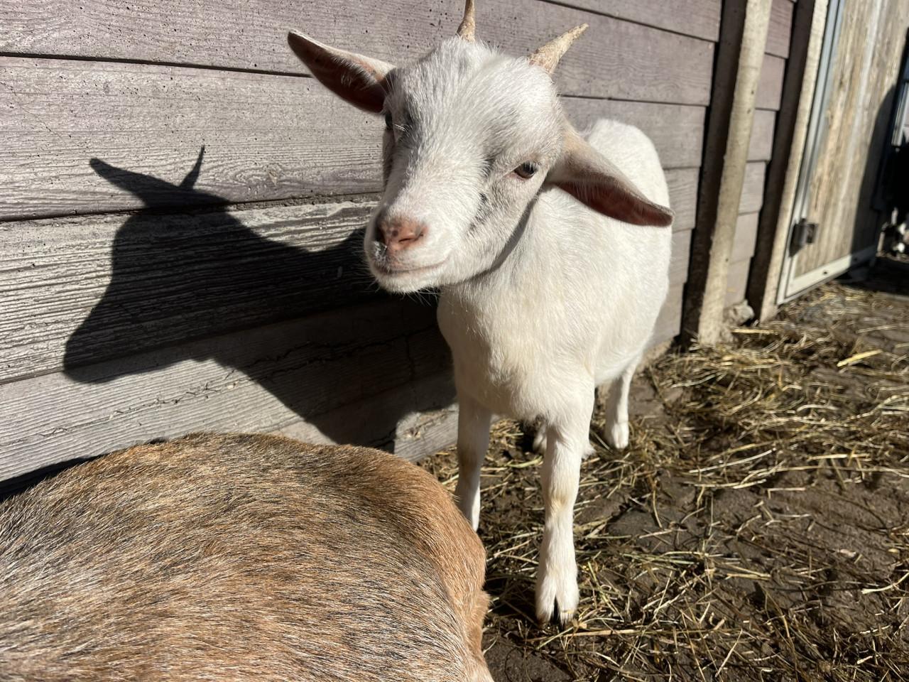 Lieve geitjes zoeken een nieuw thuis