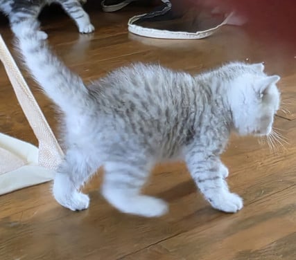 Brits korthaar silver tabby (Whiskas)
