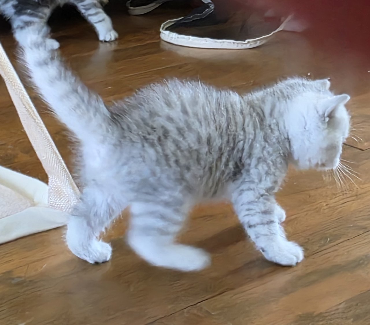 Brits korthaar silver tabby (Whiskas)