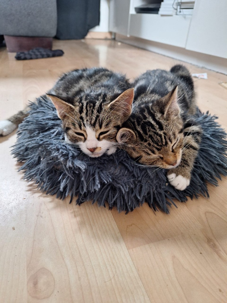 Kittens